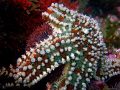 Sea star probably eating a sea urchin.
