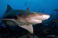 Siclefin Lemon Shark on Patrol!! She's obviously just eaten as there is a piece of flesh hanging out from her mouth.  Big girl at over 2m.  She certainly wasn't camera shy circling around me while i was trying to photograph some bull sharks.