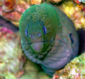 the famous green moray