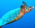 A friendly turtle seen whilst snorkeling on Mirihi Island House reef