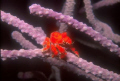 Red crab, Nikonos V 35 mm 1:2 extension tube and SB 105, shot on Kodachrome 64