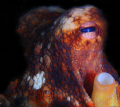 octapus - canon 5d mk II + sigma 105mm 2,8 DG + inon strobes
