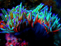 Anemone!
