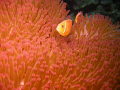 It was the start of our Aggressor live-a-board in Palau,Micronesia. Our first dive was at Lions fish rock and we saw this beautifull anemone and anemone fish. little did we know that this was the start of a surreal week of diving.