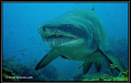 Raggie/ Ragged Tooth Shark aka Sand Tiger
Female 3m
1/4 mile Reef Sodwana, South Africa