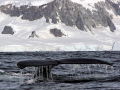 whales in the snow. Canon 450D