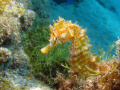Yellow seahorse