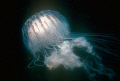 Jellyfish, taken off the Gold Coast of Australia with a Nikonos V, 35 mm with a close up lens, Nikonos SB 105 on Kodachrome 64, and as usual no cropping.......