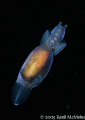 Swimming snail also known as a Pteropod. A pelagic gastropod mollusk. First time I've seen these in Port Hardy.