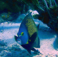 pomacanthus PARU (angelfish) , no strobes only natural light
its a very difficult photo with a very bad camera and so difficult waters.