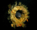 Conger eel in the gun barrel of the Mark Graf, Scapa Flow