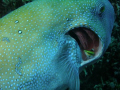 Cleaner fish at work on the gills of a large pufferfish