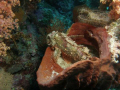 Tasseled Scorpionfish