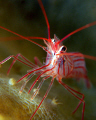 Peppermint Shrimp. 
Sea and Sea DX1G with stacking diopters, YS110a strobe.
