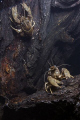 Reflection of a freshwater lobster