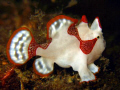 A very small juvenile Frogfish from Anilao, Philippines.