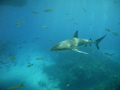 Grey Reef Shark cruising
