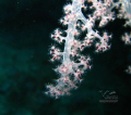 a lighting soft corals