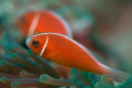 Orange clownfish relax in their anemone surroundings.
