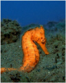 Seraya seahorse. I visited this seahorse on numerous occasions until he was posing with the bluewater background!
