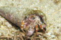 Hermit crab...this little guy was scooting across the bottom.  When he saw me and my camera, he stopped so I could get a couple of shots off.  He then took off and was headed as fast as he could to somewhere.