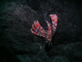 Red Lionfish diving down into rock boulders.  Taken @ 10m, west of Moreton Island.  Known locally as 
