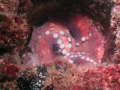 Octopus hiding inside part of ex-HMAS Brisbane diving wreck