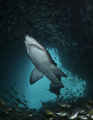 Grey Nurse Shark w/ Photographer @ Fish Rock Cave. Southwest Rocks, New South Wales, Australia
