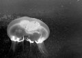 Taken off the coast of North Carolina, when my strobe went off it looks like a heart in the center of the jellyfish