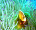 This lovely anemone fish was close to Hideaway Island, Vanuatu.
Image taken with Olympus C5060 and inon strobe