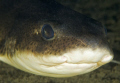 A cold water shark from the Oslofjord in Norway, the 