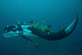 Manta Ray at cleaning station with butterfly and king angel fish.