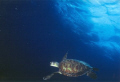 This green turtle was taken at Karpata, Bonaire. The camera was a Nikonos V with a Nikkor 20mm and a Ikelite 400 strobe.