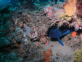 Blue Devil hiding under coral overhang