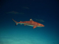 The image is a black tip reef shark I took in Palau.
