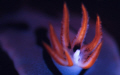 Close-up of a nudibranch in a dark nook.