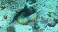 Octopus in Yap