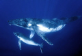 Humpback whale mother and 4 week old calf. Vava'u Tonga. Nikon D300 in sea & sea housing.