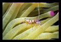 Shot this little shrimp in a pink tipped anemone in Bonaire just outside the marina in 30 feet of water with my Nikonos V, SB105 strobe, 28mm Nikkor lens with extension tubes.