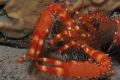 Canarian crayfish, an endangered species. Red is beautiful!