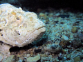 white stonefish