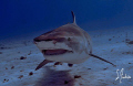 This image of the world famous Emma was taken a week ago while diving at Tiger Beach.