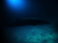 This is a picture of a beaked whale that was in Majuro Lagoon in the Marshall Islands. It seemd quite inquisitive and the picture was took while snorkelling with a Canon G10 - minor adjustments made with Photoshop. Not a happy ending the whale died.