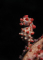 A pygmy seahorse standing tall and proud.