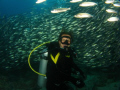 galapagos school of fish and diver
