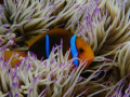 Clark anemone fish in it's anemone, in Moorea
