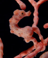 Pygmy Seahorse- Hippocampus Denise?
