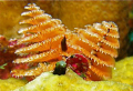 Tiny Blenny fish in front of Christmas Tree Worm