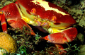 Colorful crab in Dominica