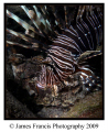 While visiting Freeport Bahamas I was suprised to find several large lionfish on a shallow shore dive near my hotel